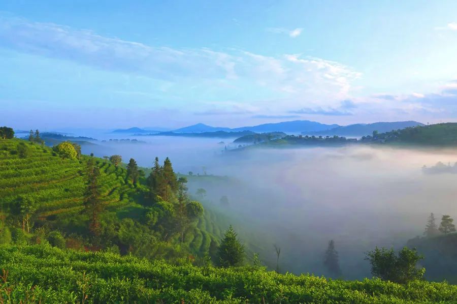 颜普洱丨秋日 普洱的茶山美景如画