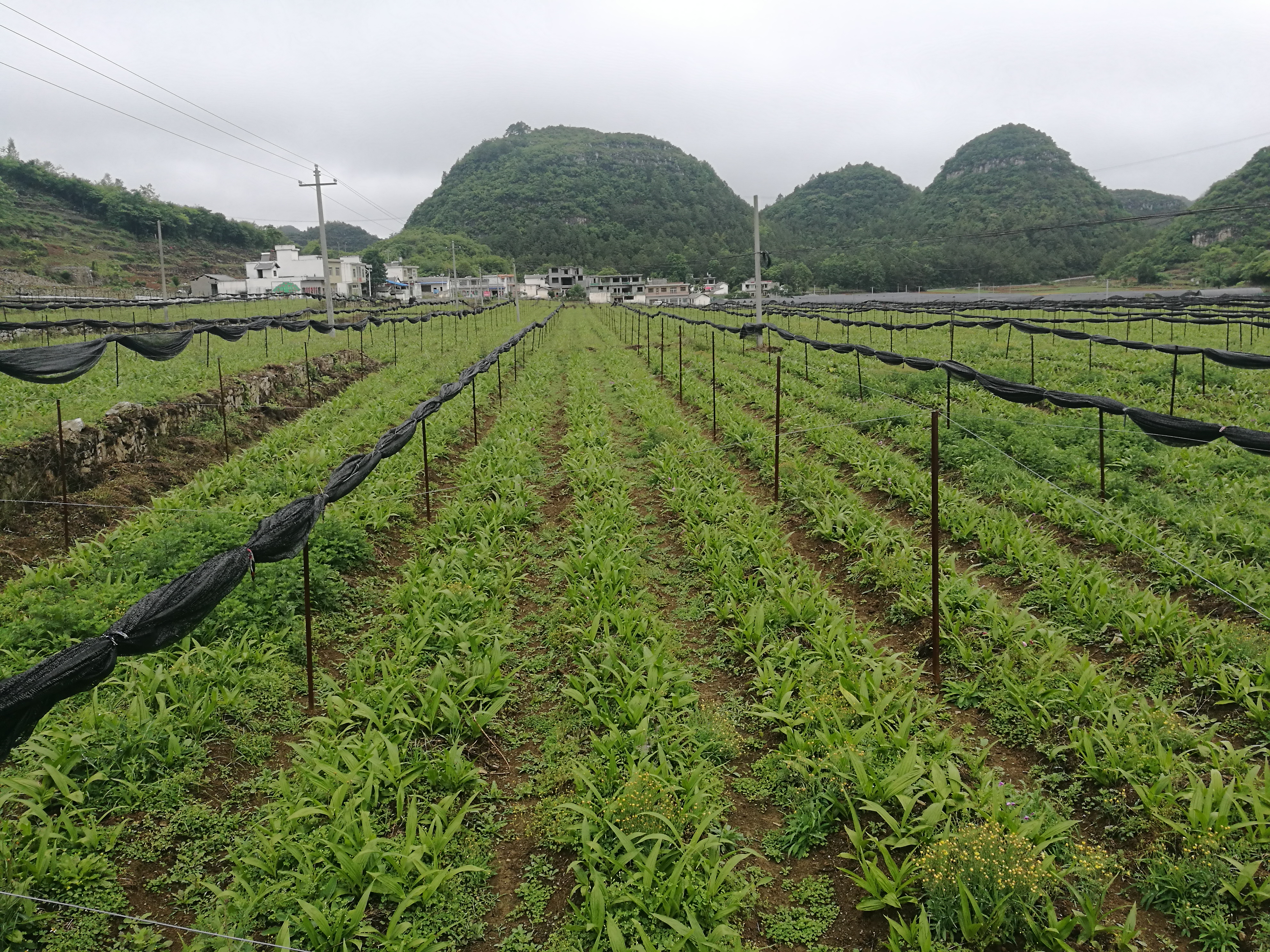 白芨的繁殖和培育