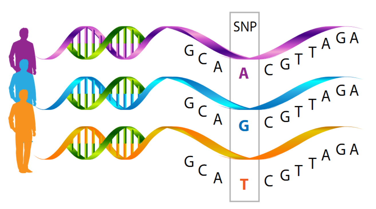 什么是snp(单核苷酸多态性)?