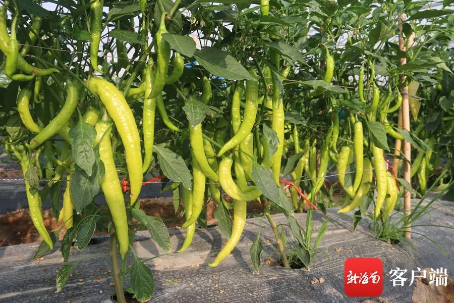 这些海南辣椒值得你品尝