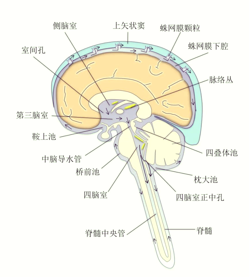 脑脊液循环揭秘:中枢神经系统的守护者