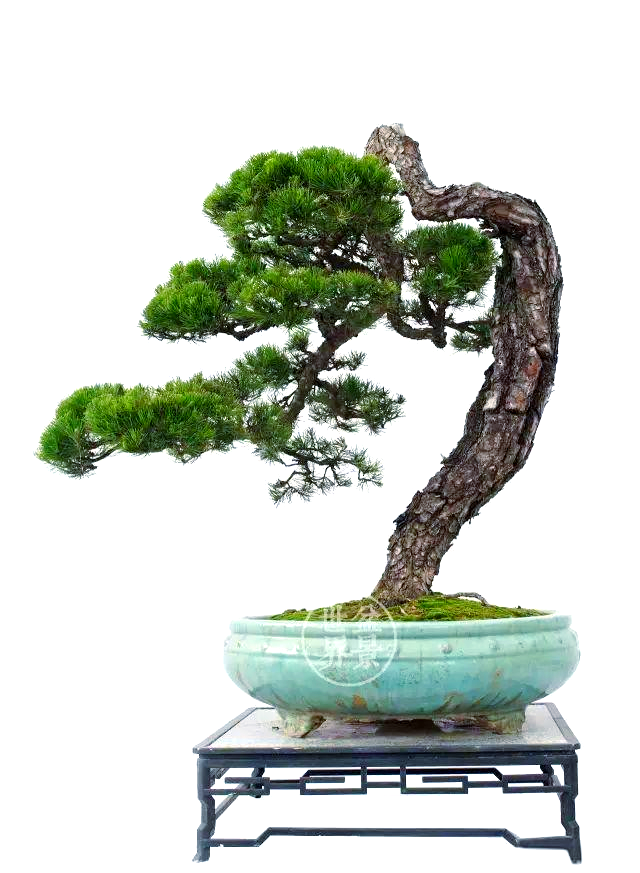 精选山松盆景欣赏