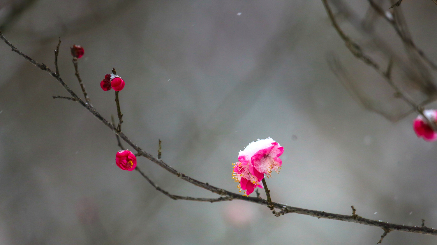 千岛湖梅花斗雪吐艳