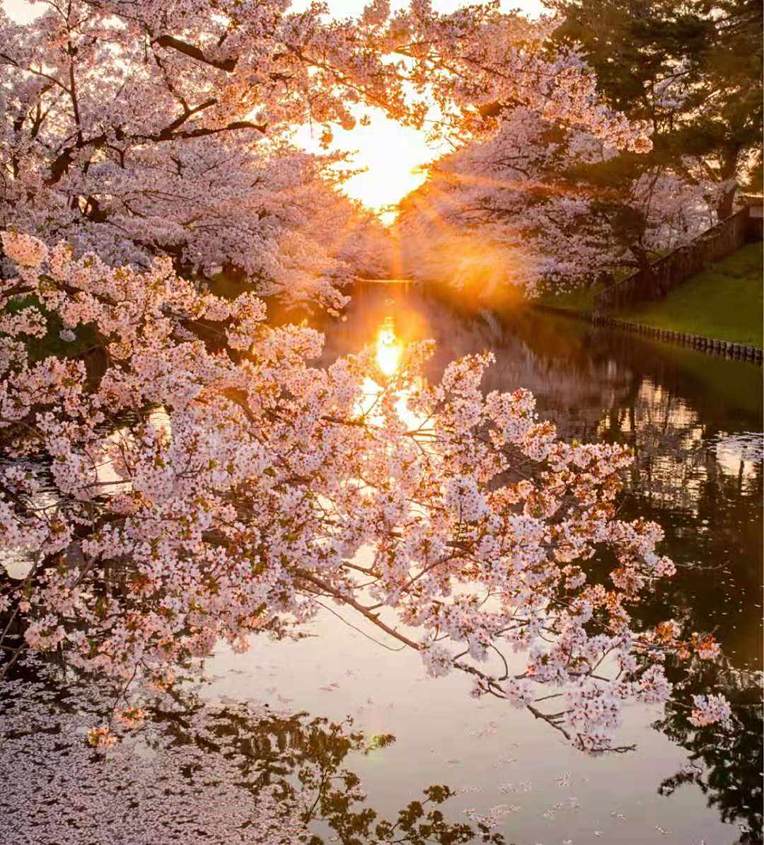 日本赏樱花最佳地点,哪个才是你心中最美的日本樱花胜地?