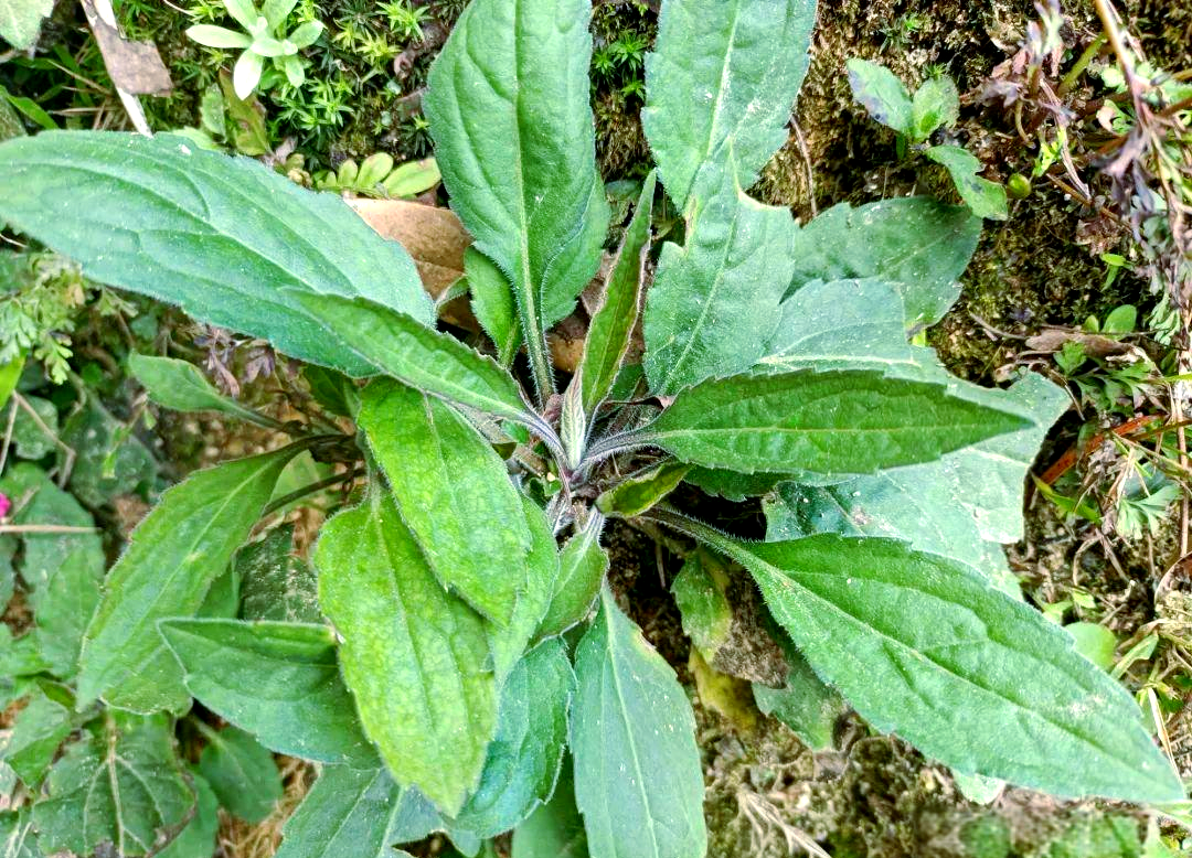 俗名"狗屎花"的野生植物,竟藏着宝藏般的"小人参"