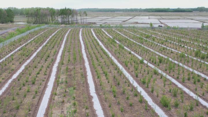 同江市同江镇永胜村:绿色生态产业铺就富民兴村幸福路