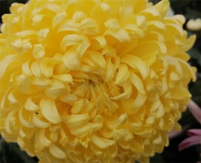 吸甲醛最厉害的8种花