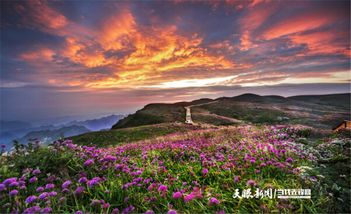 贵州赫章县中营村:韭菜花开迎客来