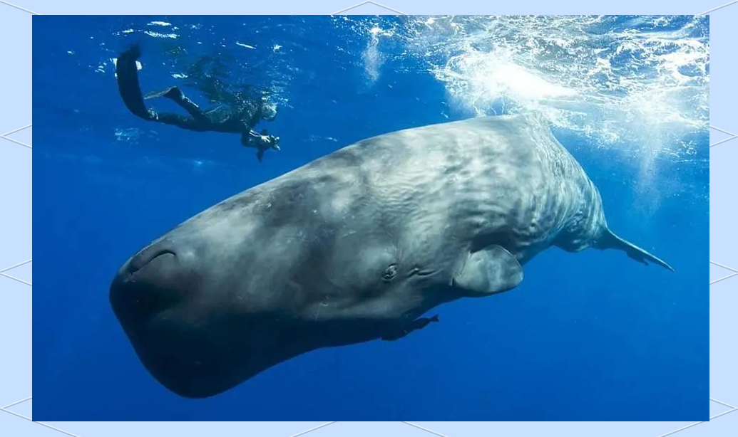 利维坦鲸:中新世海洋的顶级掠食者