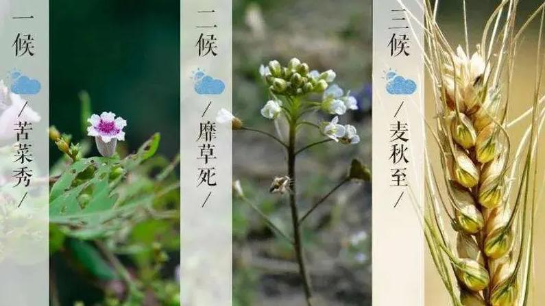 【传统文化】微识二十四节气——夏季:夏满芒夏暑相连‖蒋德均