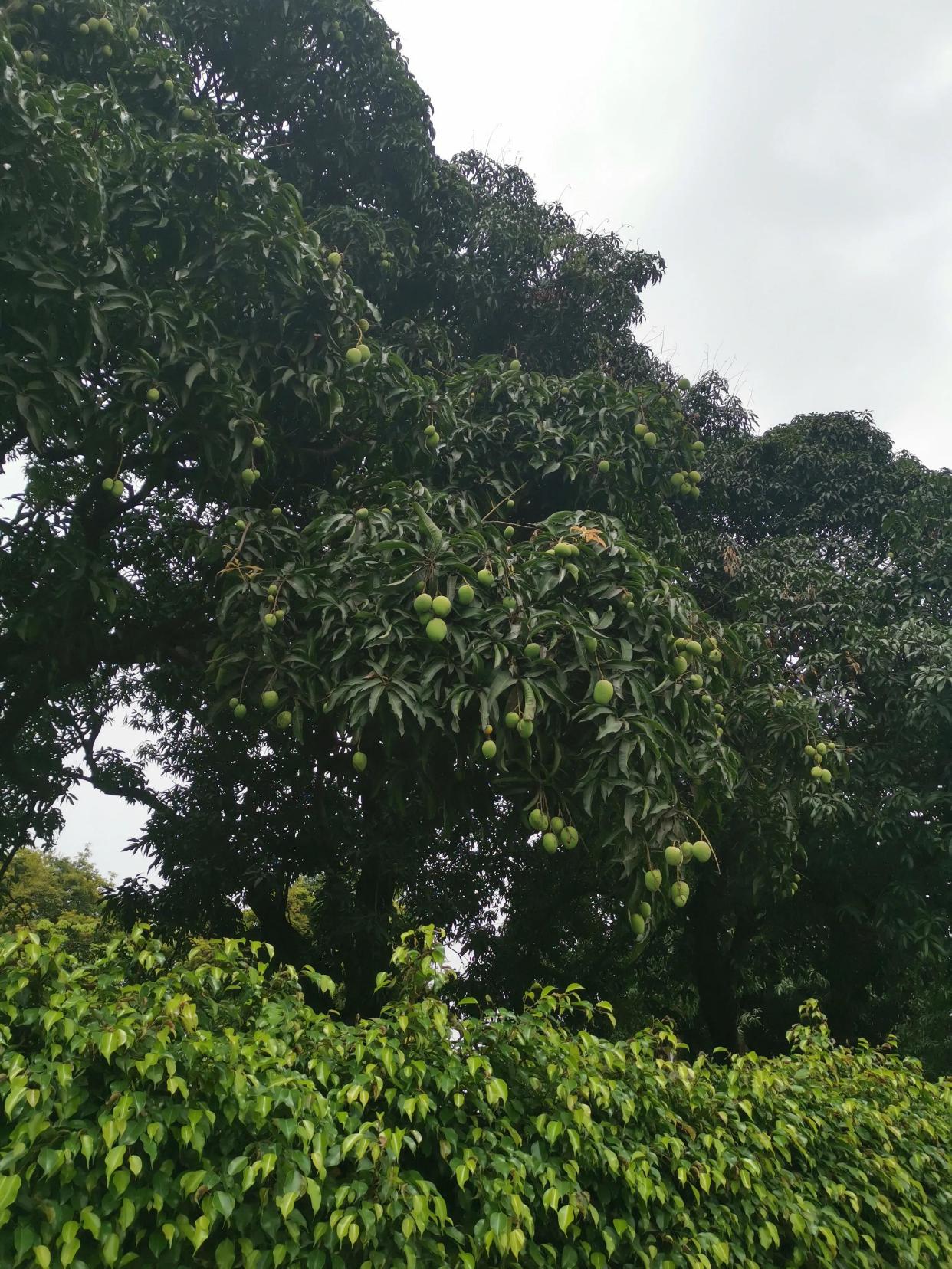 芒果定律:广州大道上芒果树结满了芒果,为什么被打得满地都是