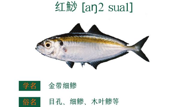 粤菜谱74期 香葱香菜豆豉油清蒸迦魶魚 嘉鱲鱼预防老年失智症食谱