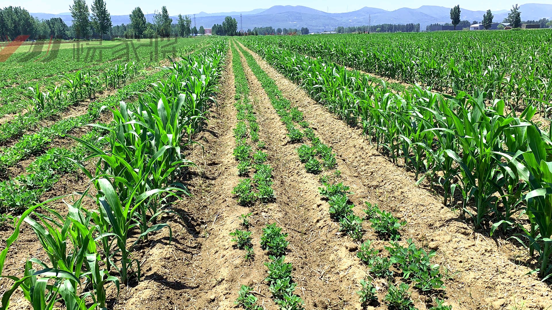 玉米花生间作技术的好处
