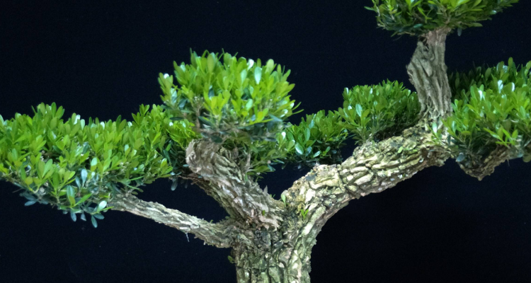 瓜子黄杨比雀舌黄杨哪个名贵