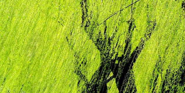 长长的柳枝在风中干什么写拟人句