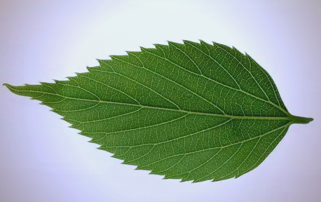 探索植物世界:叶脉的多样类型与分布