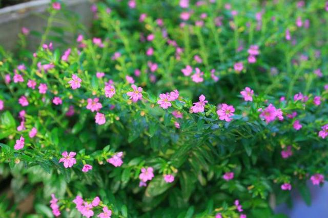 这五种漂亮小草花,实在好养活!在哪都能养,而且开花多!