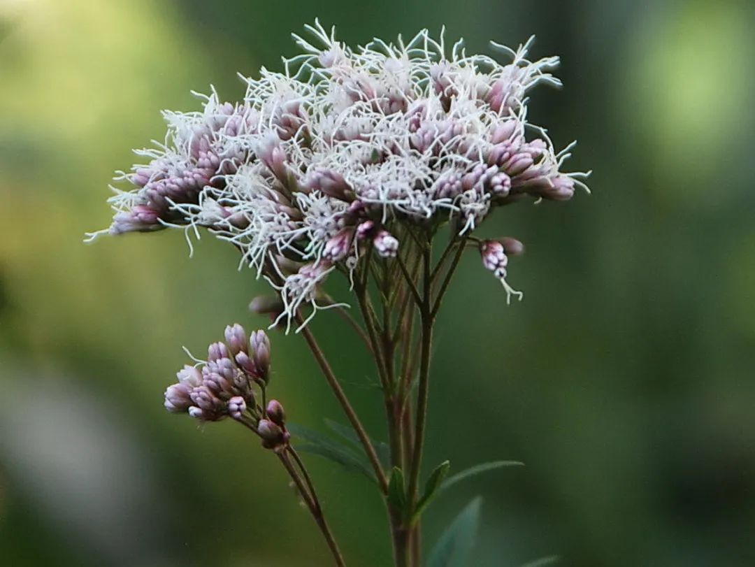 佩兰正值最佳观赏期,仿佛"紫霞"落满地(附点位)