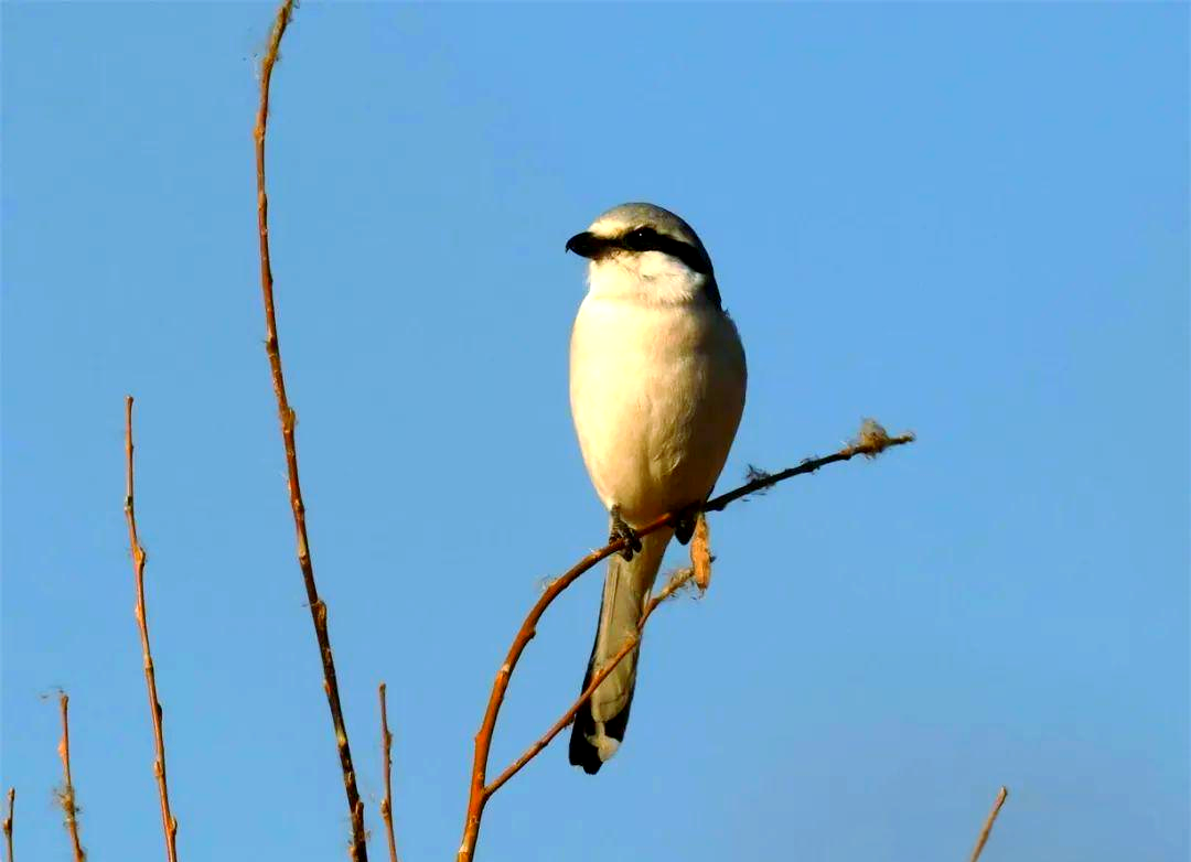 小巧楔尾伯劳:从外观到猎食的全面解析