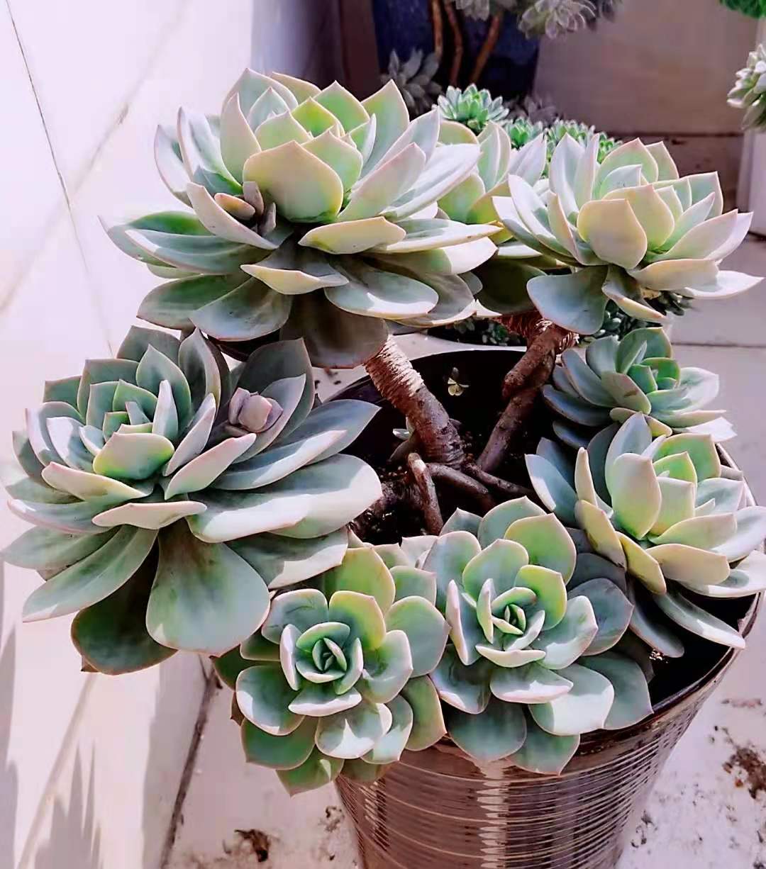 多肉白凤和大叶碧桃傻傻分不清?注意这3个细节很好区分