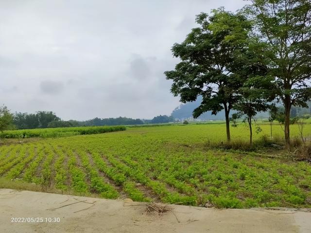 微履职 大民生——英德市石牯塘镇人大代表风采