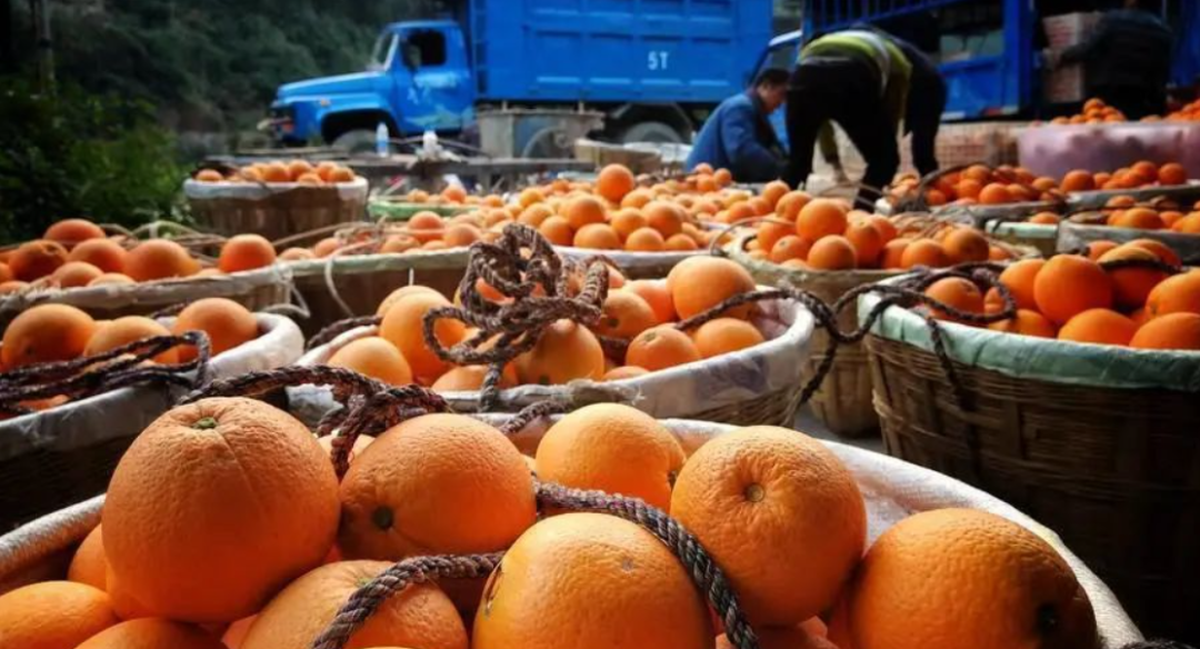 赣州邮政局当时发布了一个赣南脐橙三年快件数据,2016年567万件,2017