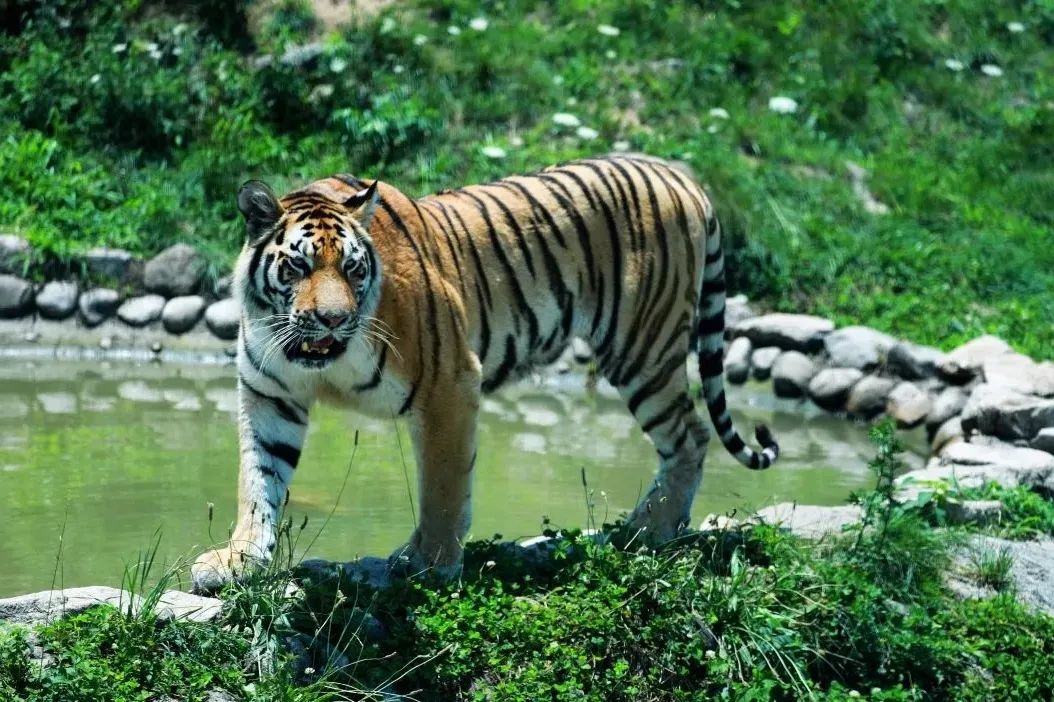 福虎贺新年西安秦岭野生动物园开园啦