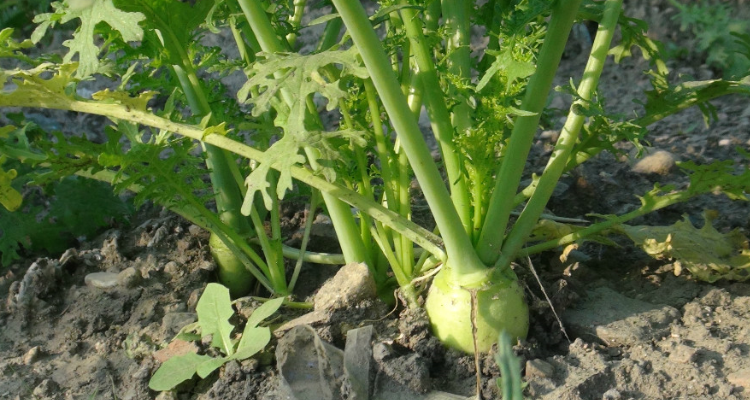 白芥子是什么植物的种子