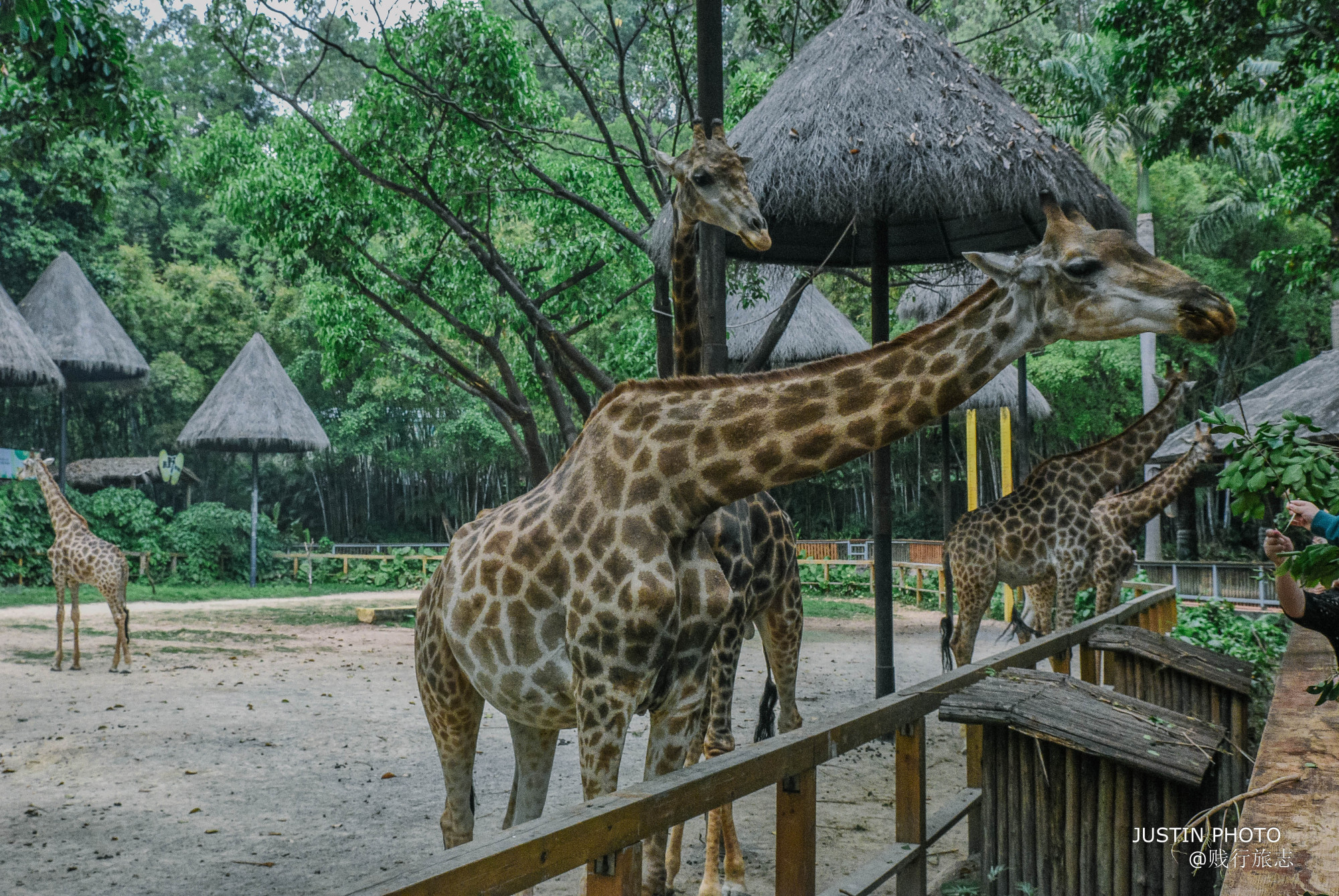 广东最大的动物园,也是中国最贵的动物园,外地游客爱来扎堆排队