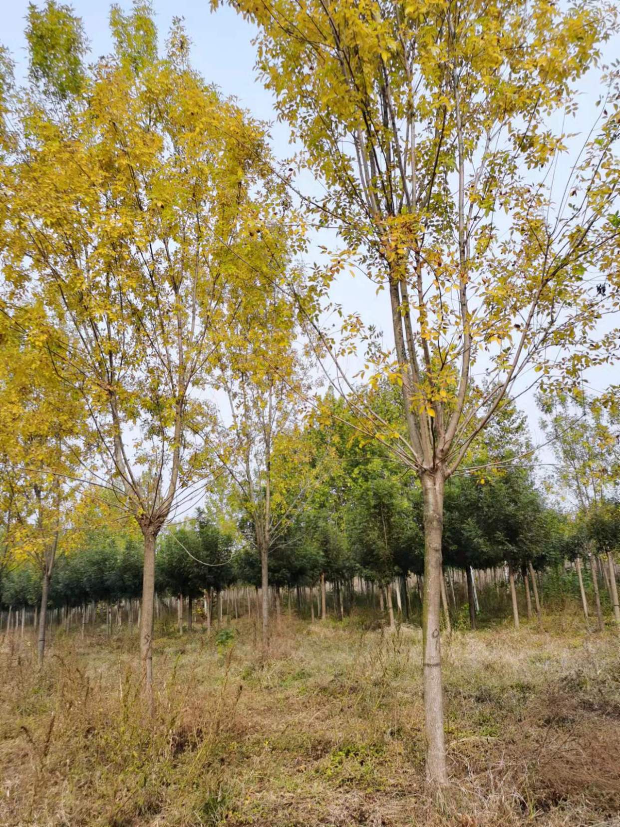 金枝槐比较好的嫁接办法