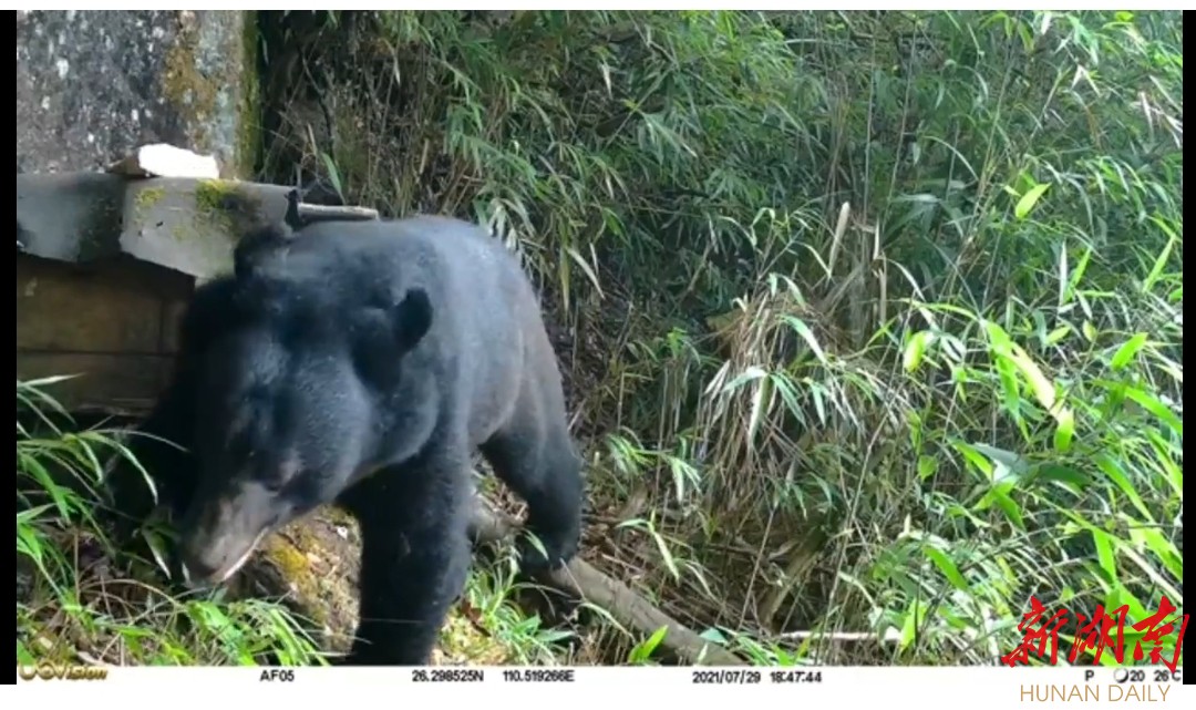 快看!南山国家公园拍到黑熊觅食蜂蜜视频