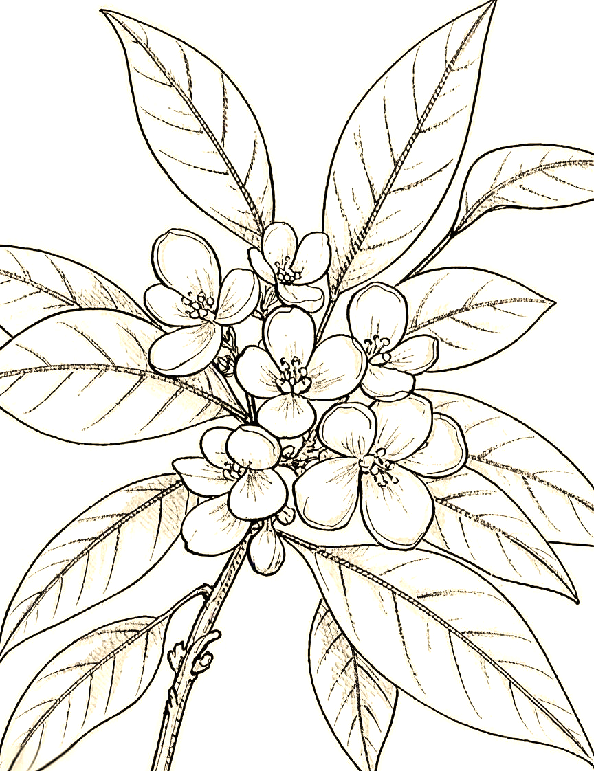 全面掌握桂花线描的技法与技巧