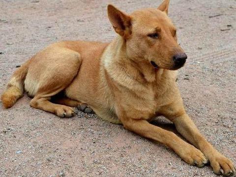 在农村,号称"中华田园犬"的土狗,临死之前为何要偷偷离开家?