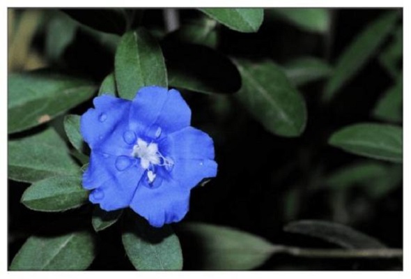 蓝星花的花语