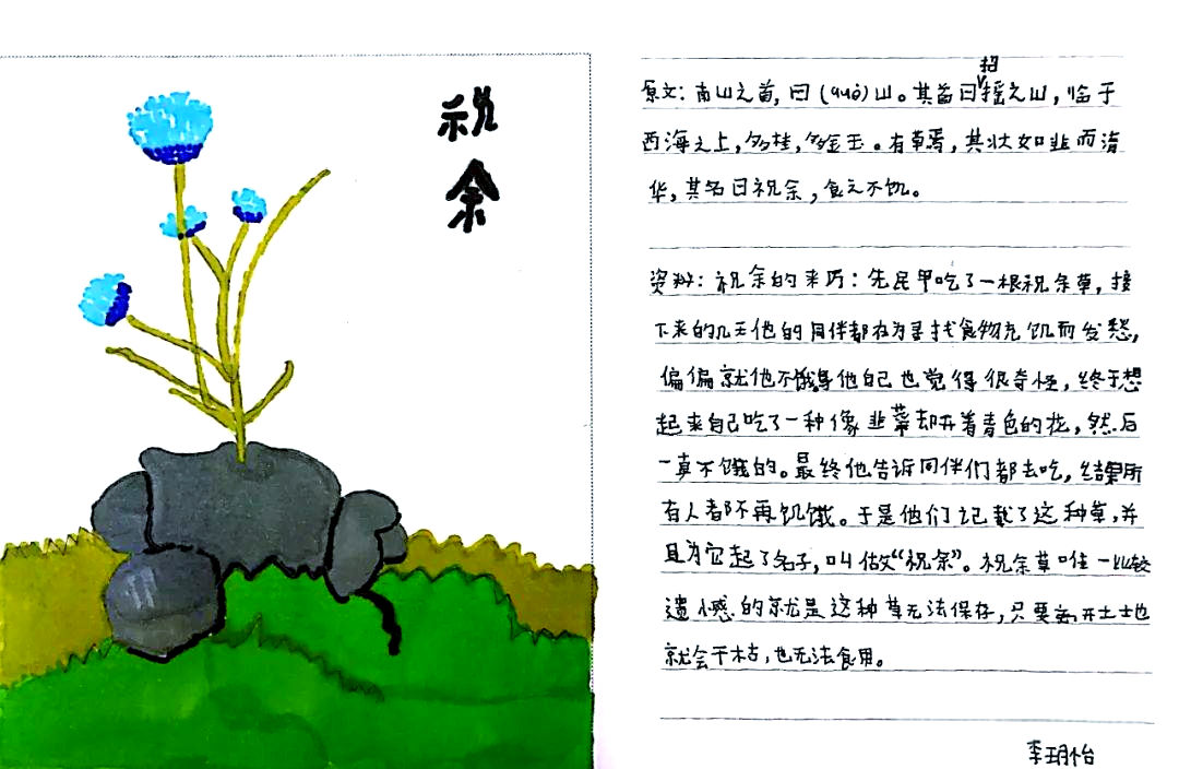 祝余草:从传说中寻找的长生不老药到现实中的应用