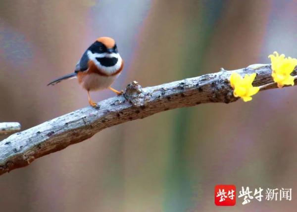 中国常见的小型鸟图片