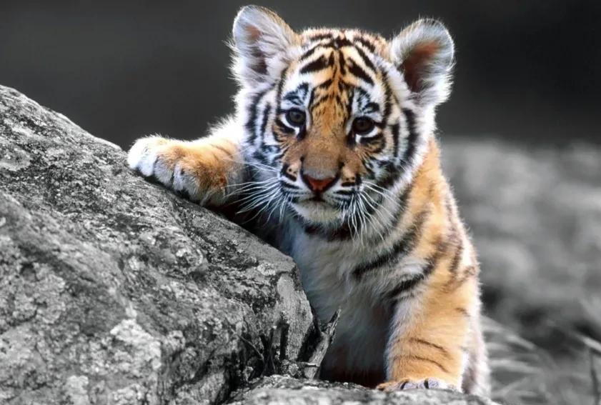 我国上千只圈养东北虎,无一放归野外