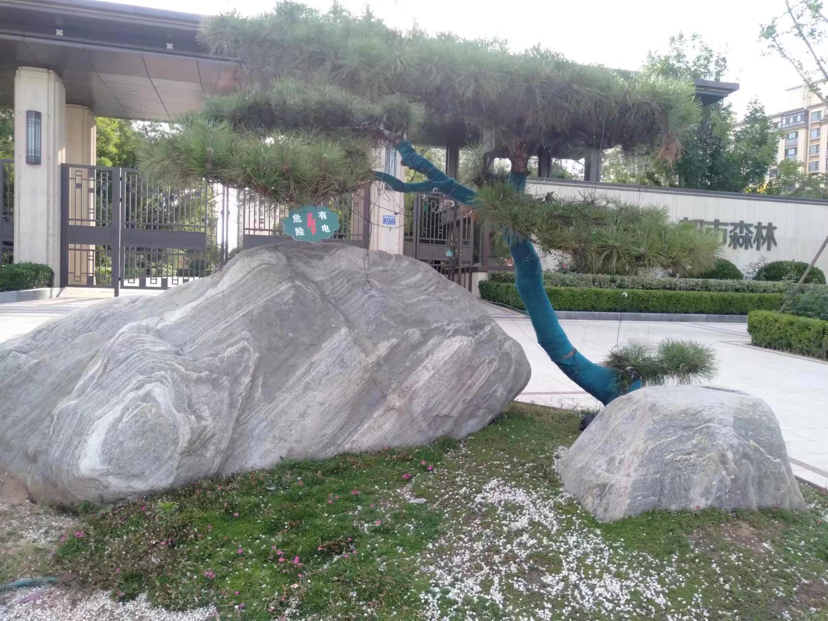 山采造型松与泰山奇石搭配,相得益彰,高档庭院别墅门口靓丽风景