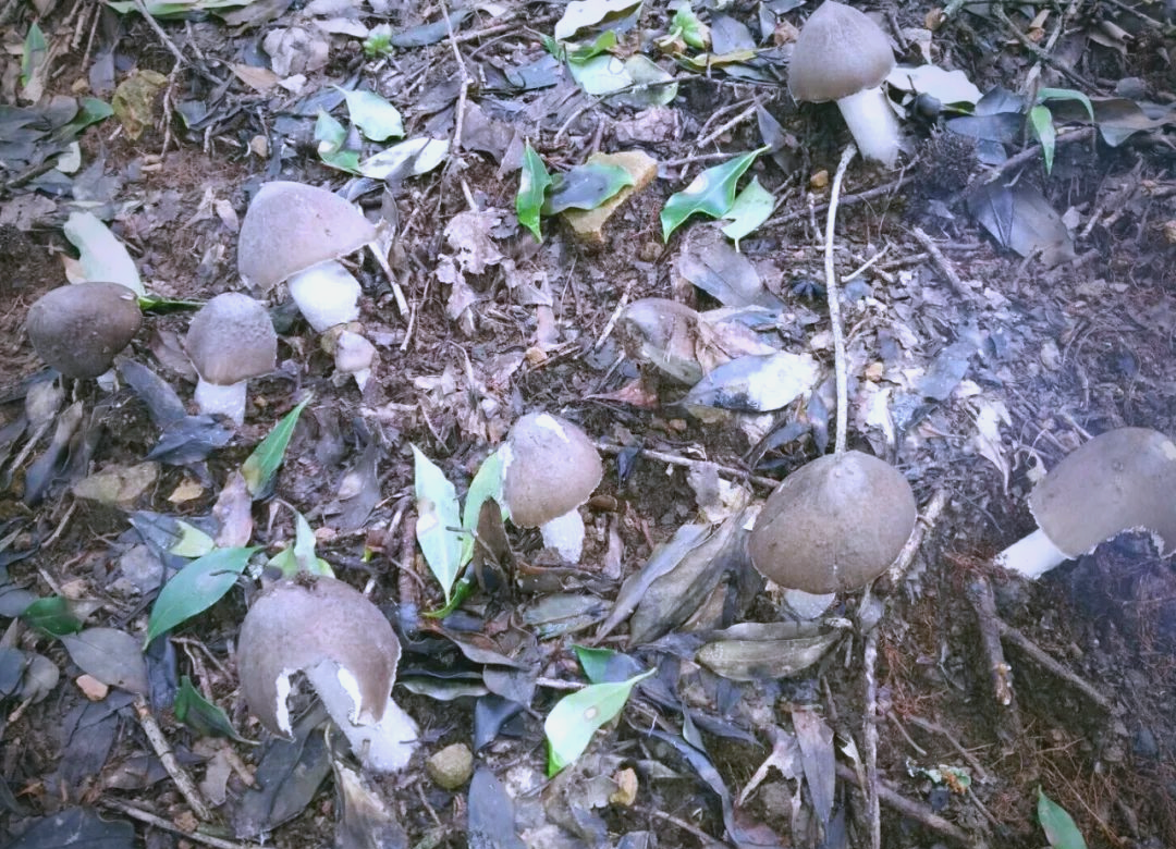 生长在白蚁窝上的野生菌,价值不菲,值得探寻与了解