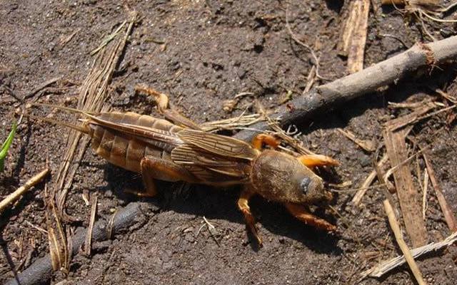 土狗养殖 - 2020年最新商品信息聚合专区 - 百度爱采购