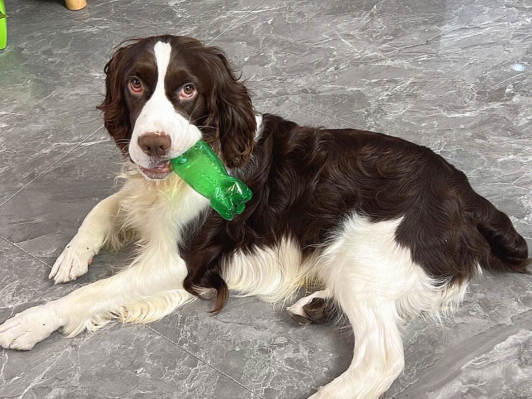 史宾格犬:工作犬中的六边形战士,还能降低抑郁症风险