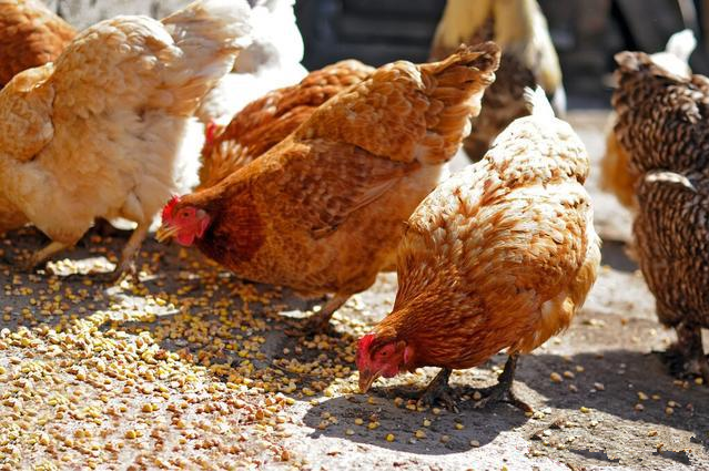 玉米喂鸡用这两个小技巧,既提高了玉米的营养价值,又降低了成本