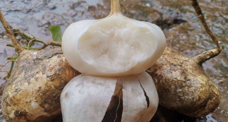 地萝卜的学名叫什么