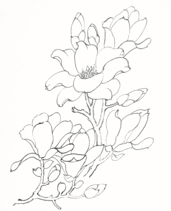 画花卉白描,静心修身!