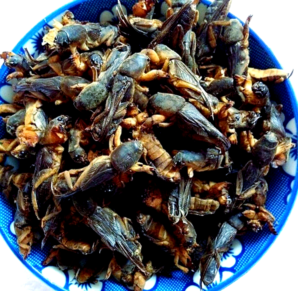 蝼蛄为什么不能踩死 蝼蛄为什么不能踩死