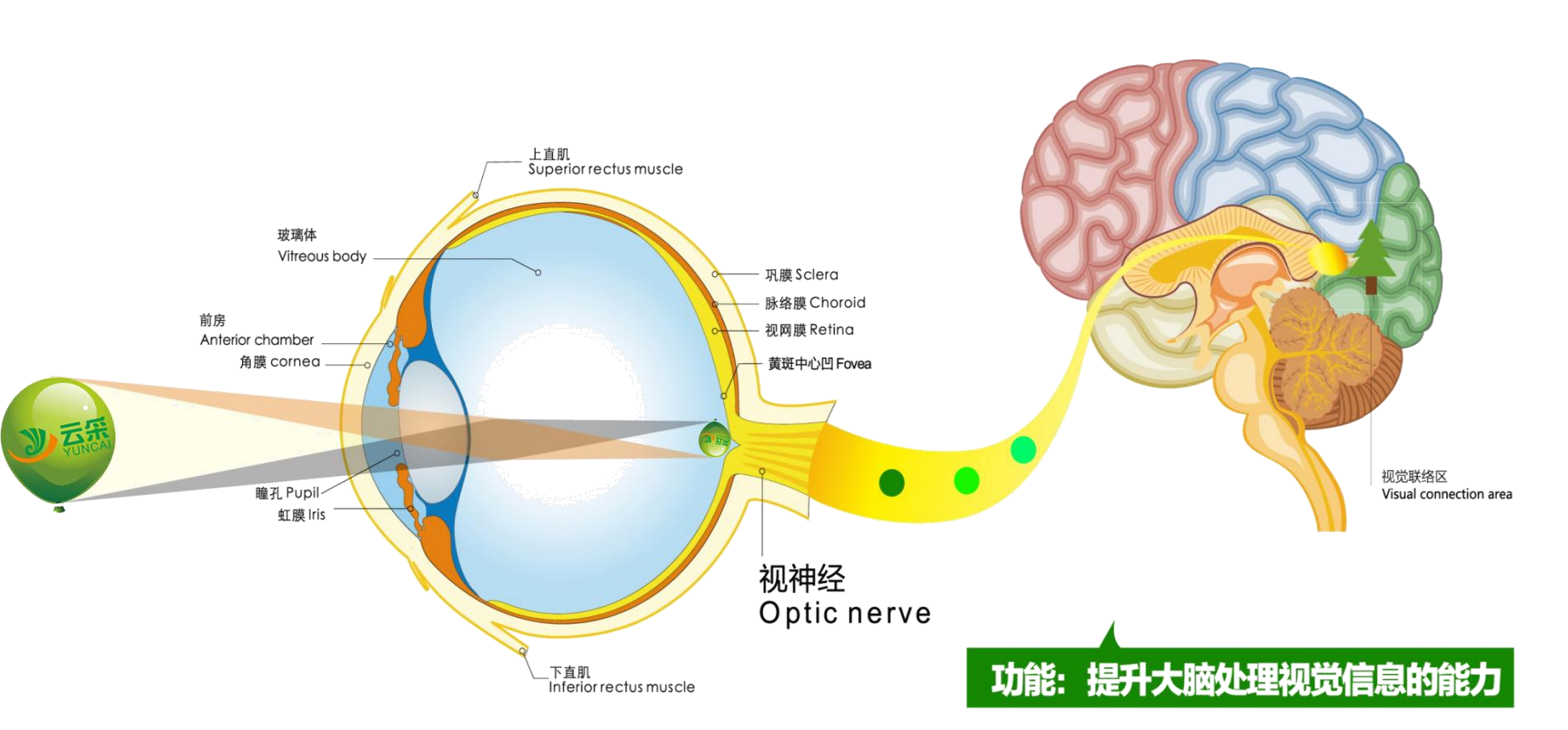 突破科技边界,云采胥焦镜助力青少年近视防控