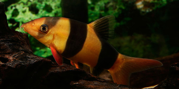 三间鼠鱼简介及养殖方法科谱