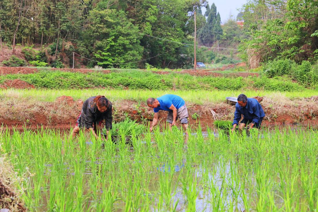 村民立夏忙插秧期待今年谷满仓 四川自贡贡井完成水稻播栽6.3万亩