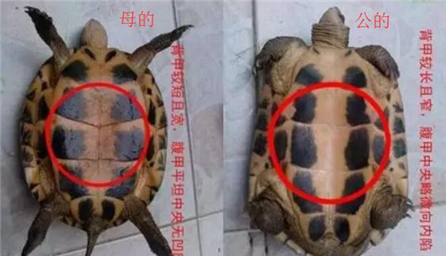 乌龟怎么看公的还是母的