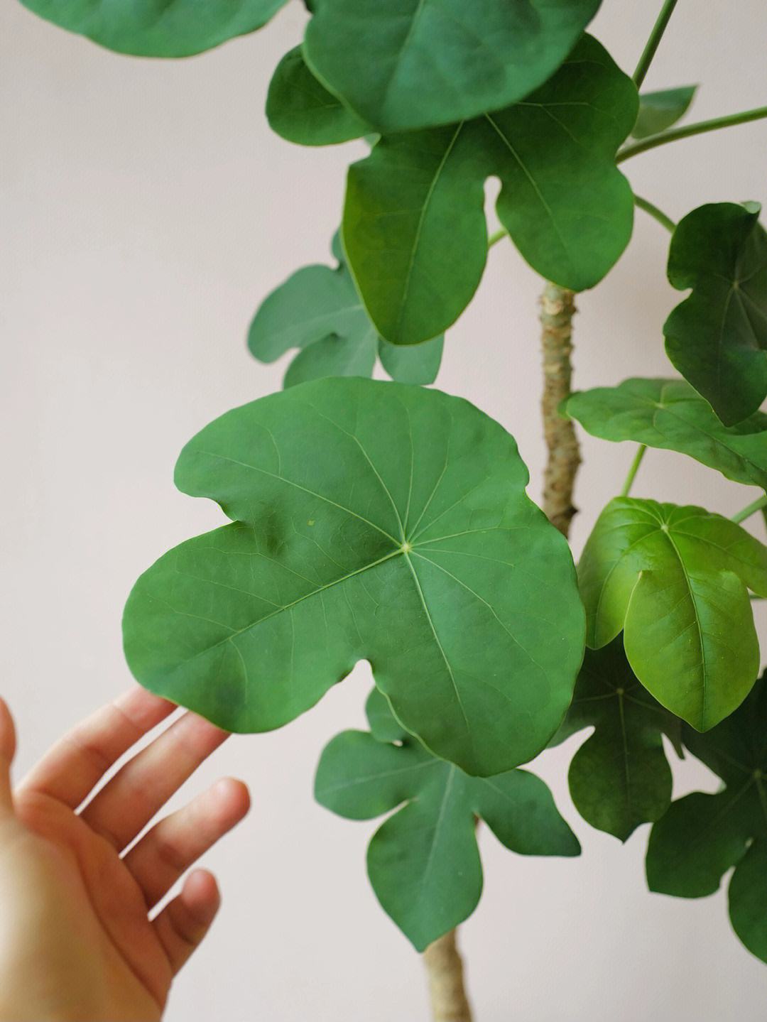 佛肚树怎么养?盆栽佛肚树的养殖方法和注意事项!